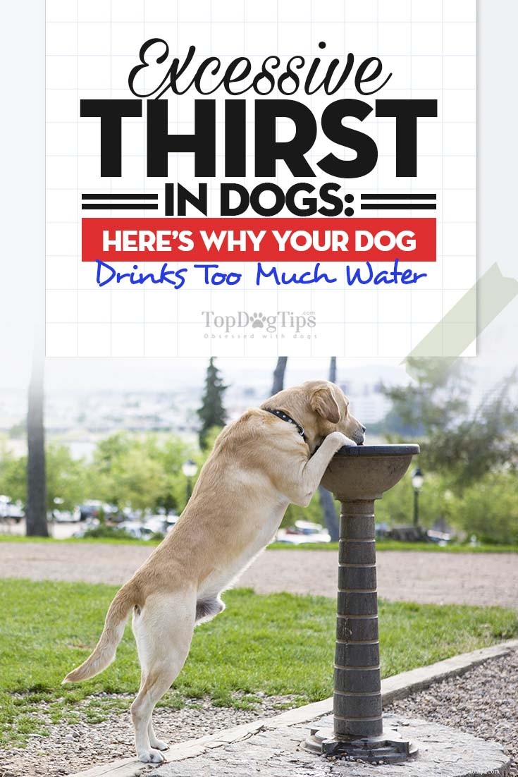 犬の過度の喉の渇きの8つの原因（多飲症） 