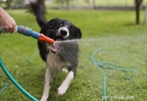 8 causas de sede excessiva em cães (polidipsia)