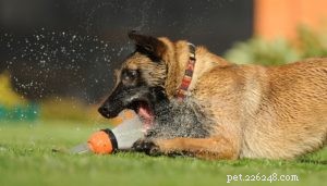 8 orsaker till överdriven törst hos hundar (Polydipsia)