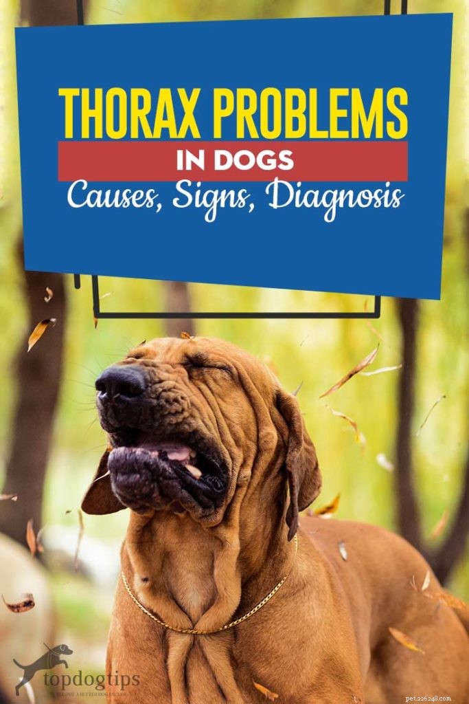 Problemas de tórax em cães:causas, sinais, diagnóstico