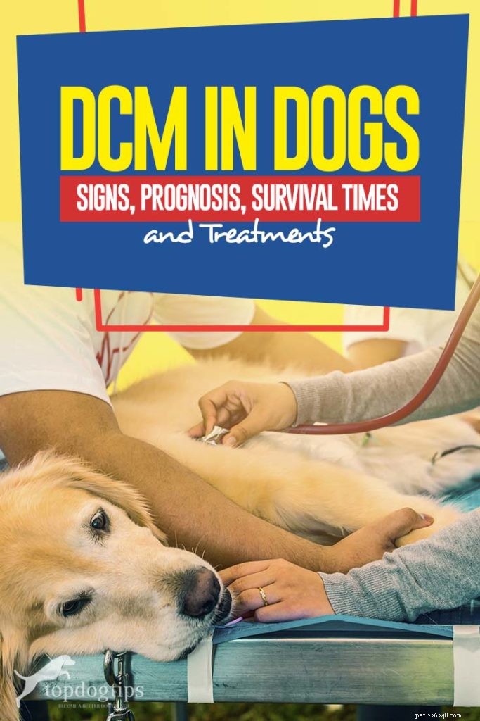 DCM chez le chien :signes, pronostic, temps de survie et traitements