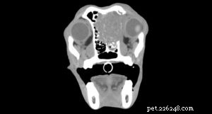 犬の脳腫瘍：予後、生存、および治療 