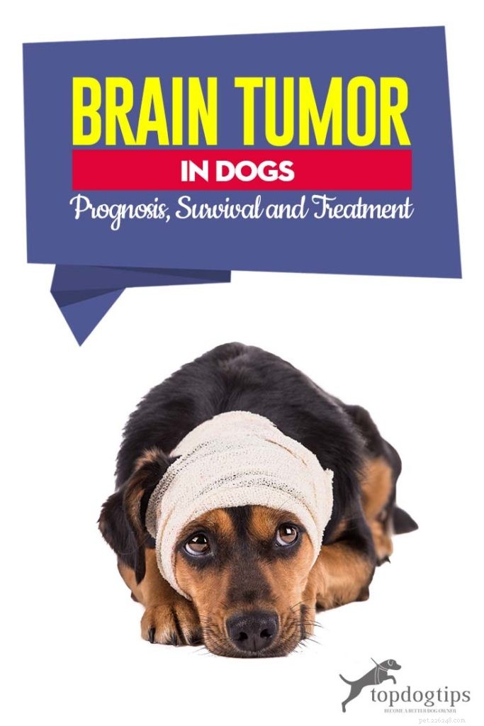 Tumore al cervello nei cani:prognosi, sopravvivenza e trattamento