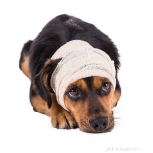 Tumore al cervello nei cani:prognosi, sopravvivenza e trattamento