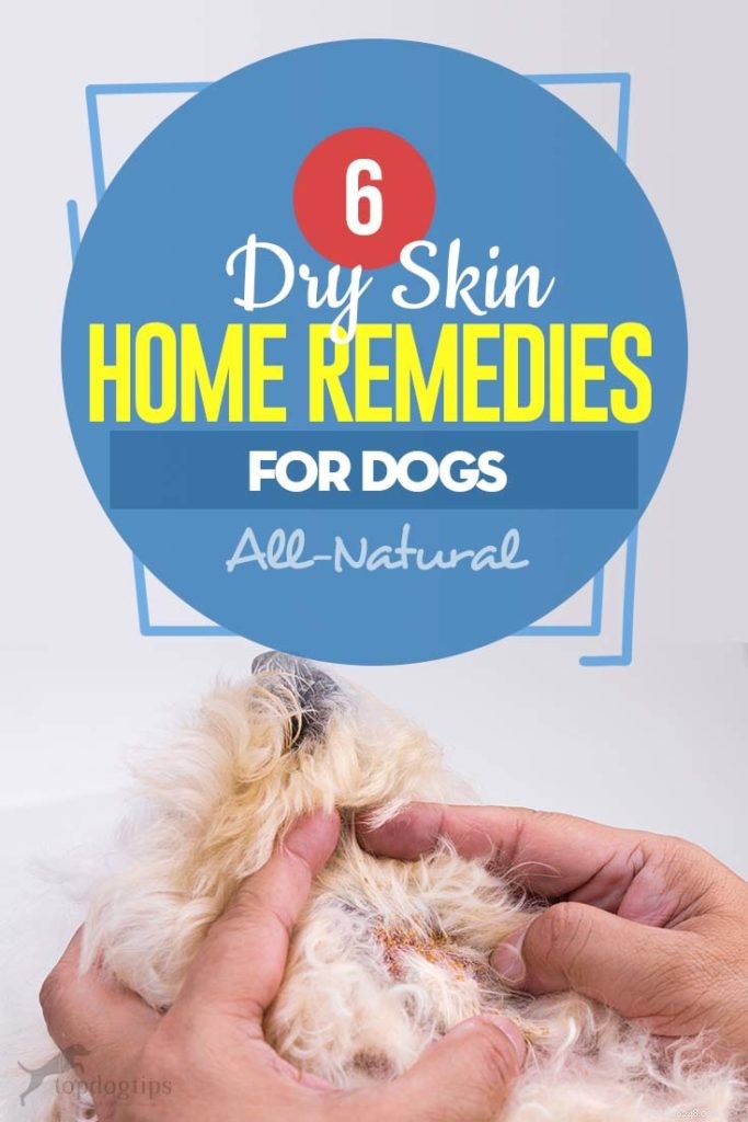 6 remédios caseiros para pele seca para cães