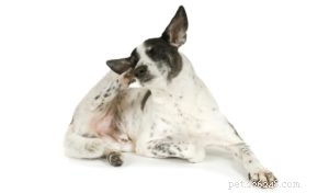 6 huismiddeltjes voor droge huid voor honden