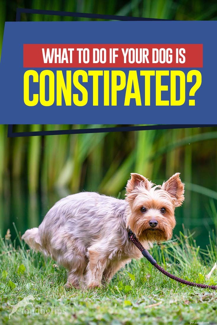 Vad du ska göra om din hund är förstoppad