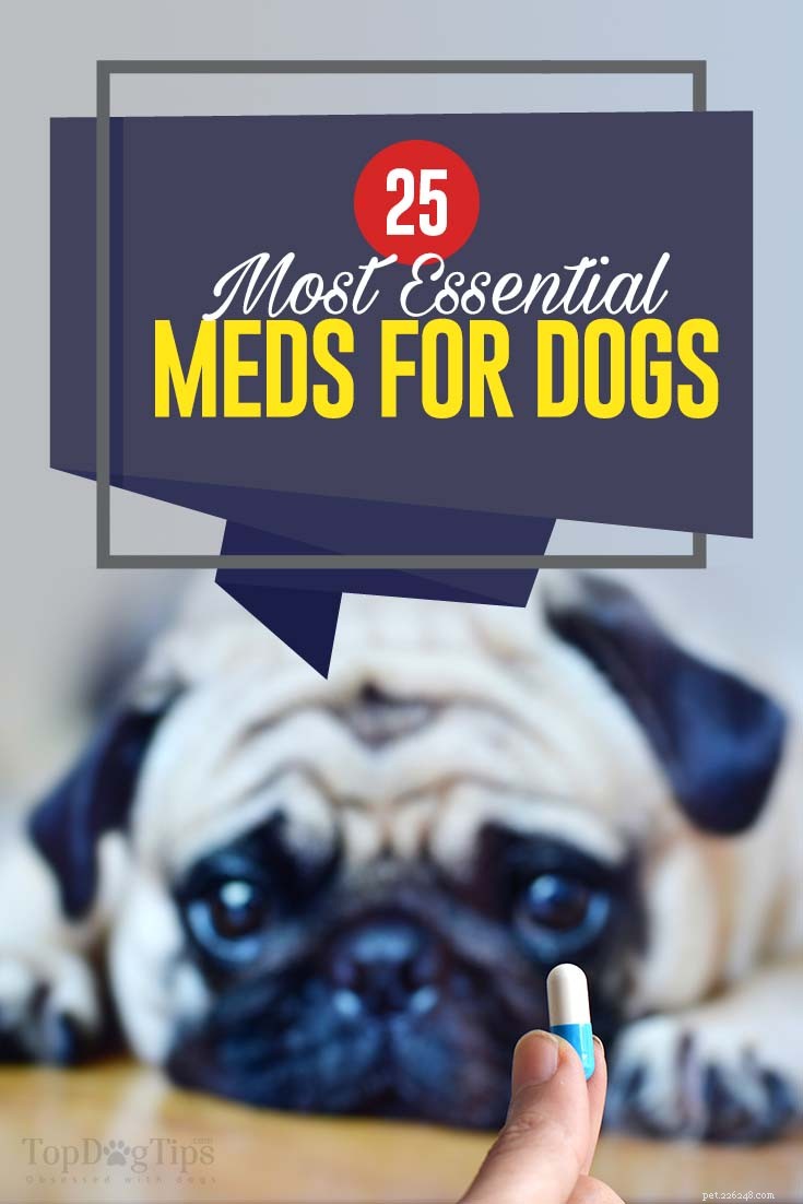 25最も重要な犬の薬（そしてあなたのペットがそれらを必要とするとき） 