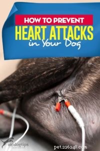 Hoe een hartaanval bij honden te voorkomen