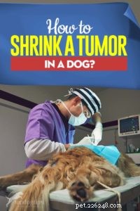 犬の腫瘍を縮小する方法 