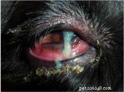 Droge ogen bij honden:oorzaken, symptomen en behandeling