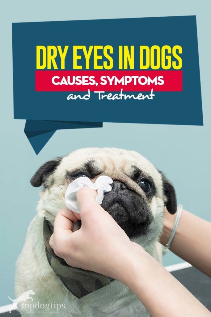 Torra ögon hos hundar:orsaker, symtom och behandling