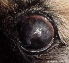 Сухость глаз у собак:причины, симптомы и лечение