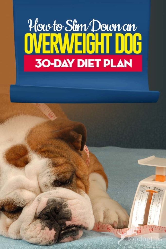 과체중 개를 줄이는 방법(30일 다이어트 계획)