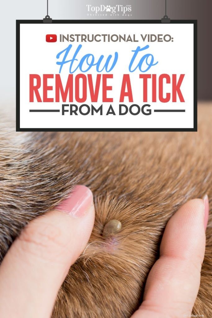 Hur man tar bort en fästing från en hund