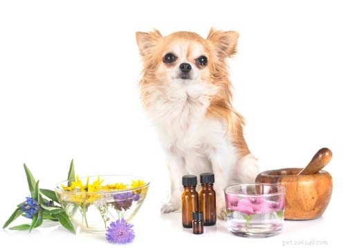 8 huismiddeltjes voor hondenkennelhoest