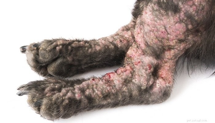 6 veelvoorkomende en ernstige huidaandoeningen bij honden (en wat u eraan kunt doen)