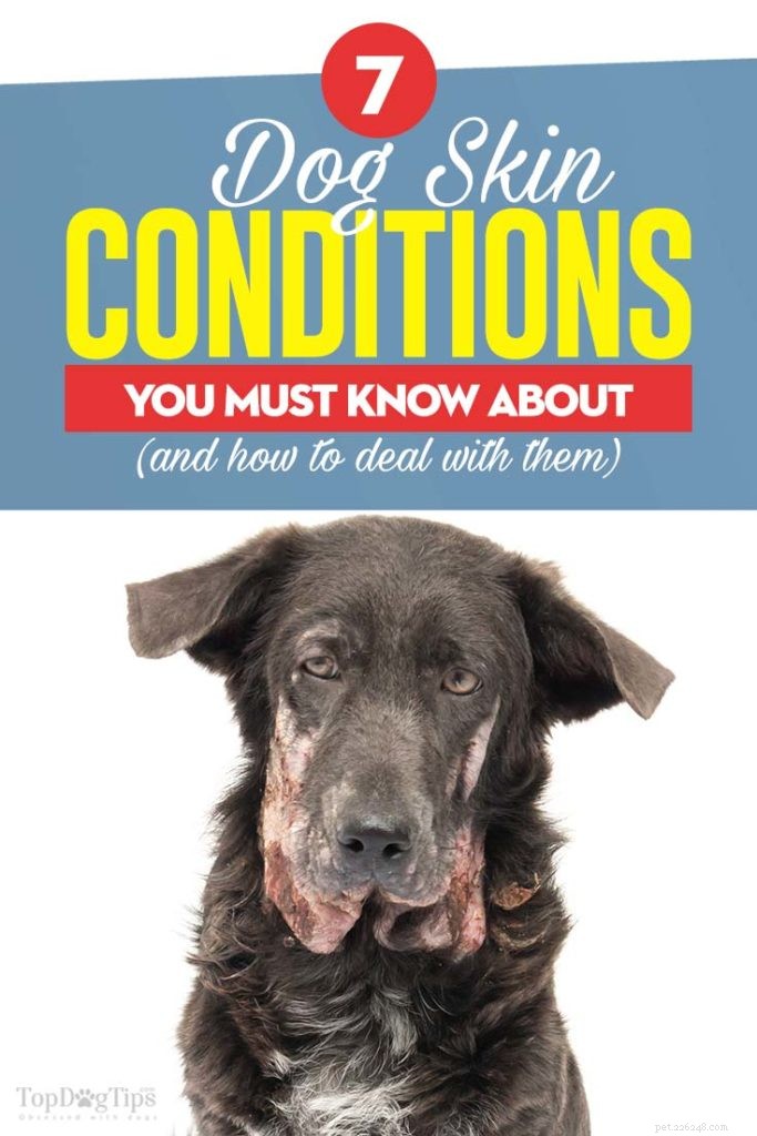 6 condizioni comuni e gravi della pelle del cane (e cosa fare al riguardo)