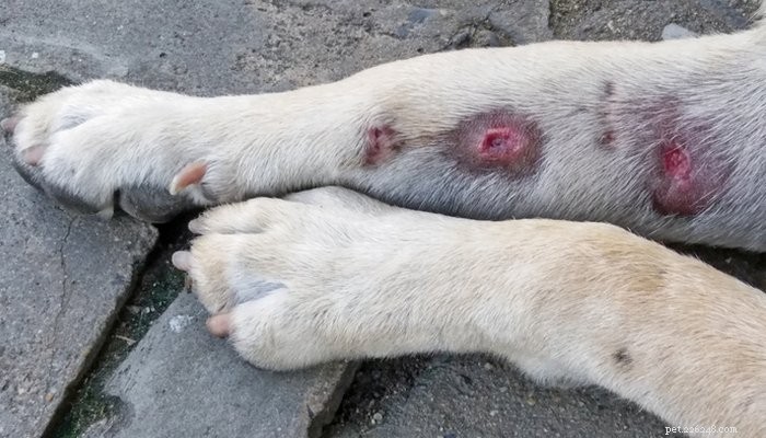 6 veelvoorkomende en ernstige huidaandoeningen bij honden (en wat u eraan kunt doen)