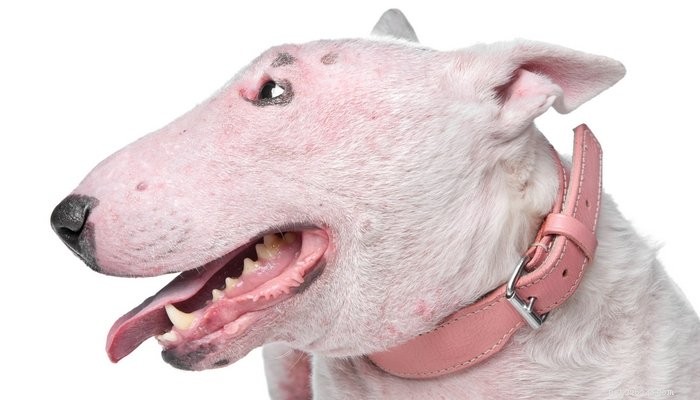 6 condições comuns e graves da pele do cão (e o que fazer com elas)
