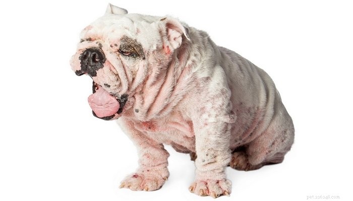 6 condizioni comuni e gravi della pelle del cane (e cosa fare al riguardo)