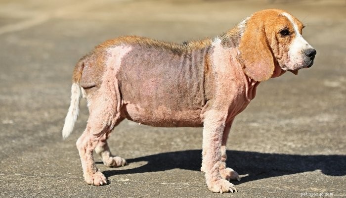 6 condições comuns e graves da pele do cão (e o que fazer com elas)
