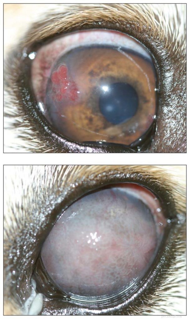 Infezioni oculari nei cani:prevenzione e trattamento (basato su studi)