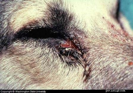 Ögoninfektioner hos hundar:förebyggande och behandling (baserat på studier)