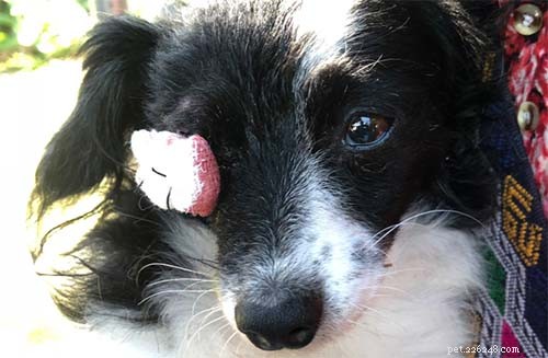 Oční infekce u psů:prevence a léčba (na základě studií)
