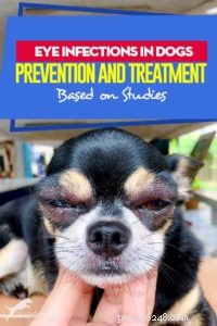 Глазные инфекции у собак:профилактика и лечение (на основе исследований)