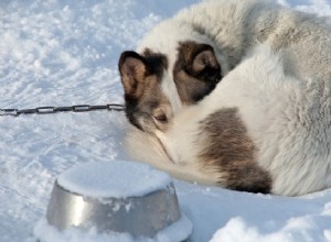 17 причин, почему держать собак на улице зимой — плохая идея