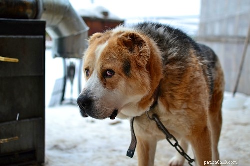 겨울에 개를 밖에 두는 것이 나쁜 생각인 17가지 이유