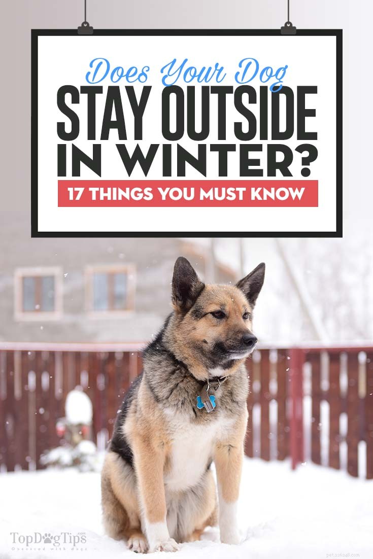 17 redenen waarom het een slecht idee is om honden in de winter buiten te houden 