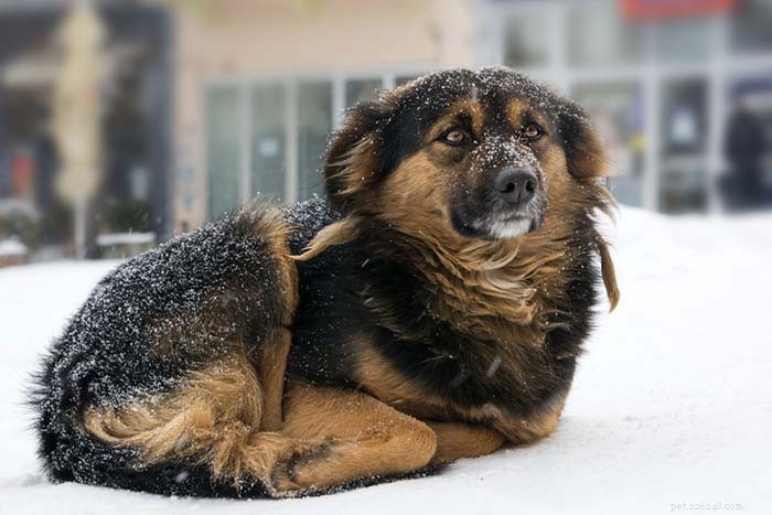 17 причин, почему держать собак на улице зимой — плохая идея