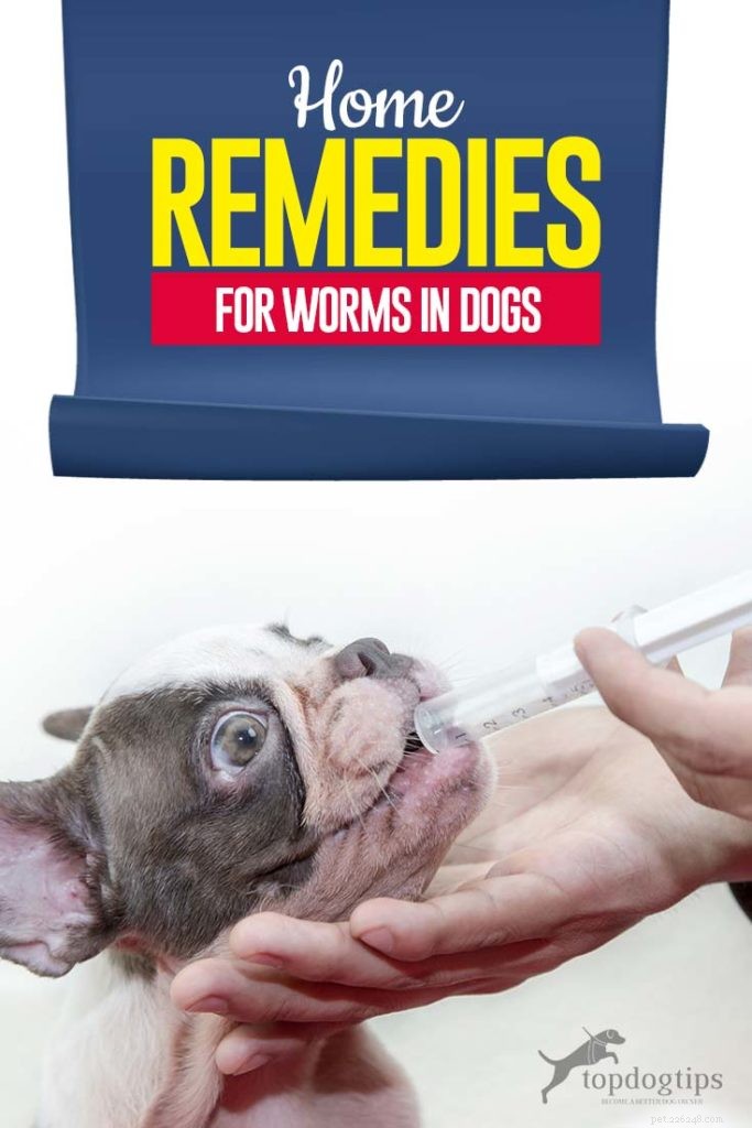 犬のワームのための家庭薬 