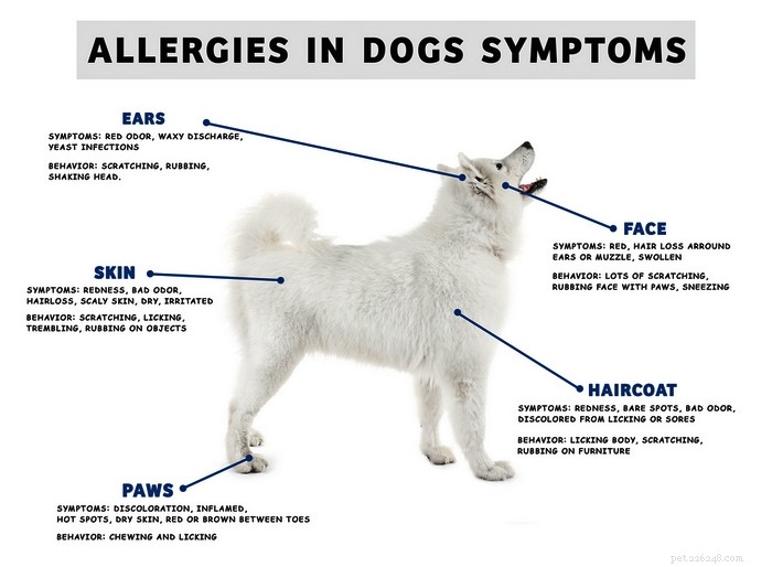개 겨울 알레르기:원인, 증상 및 치료