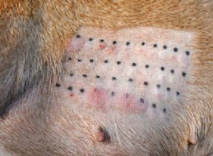 Zimní alergie u psů:příčiny, příznaky a léčba
