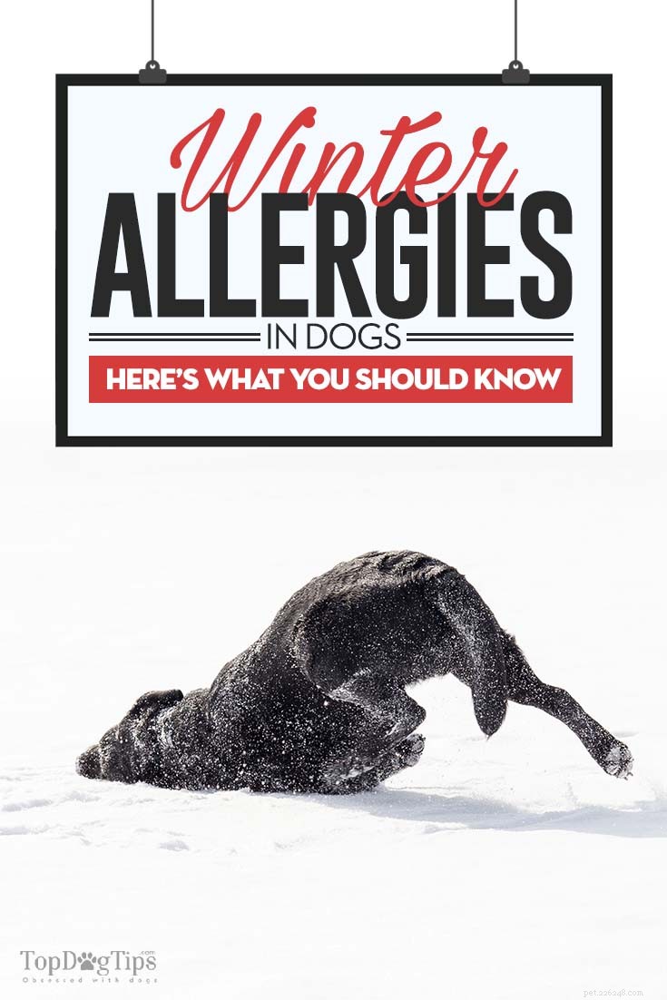 개 겨울 알레르기:원인, 증상 및 치료