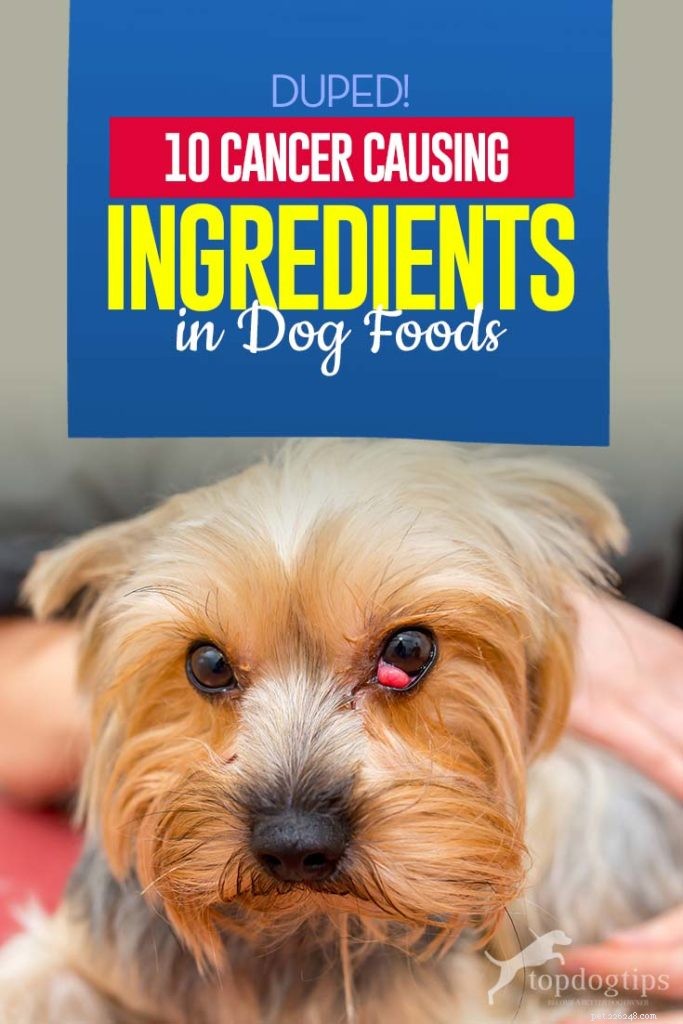 10 ingredientes causadores de câncer em alimentos para cães