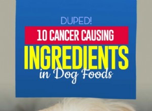 10 ingrediencí způsobujících rakovinu v krmivech pro psy