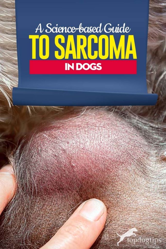 Un guide scientifique sur le sarcome chez le chien