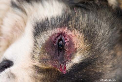 Entropion nei cani:cause, sintomi e trattamenti