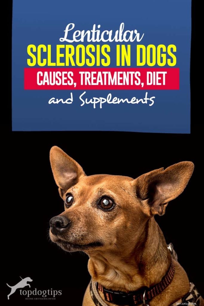 Čočkovitá skleróza u psů:příčiny, příznaky, léčba, strava