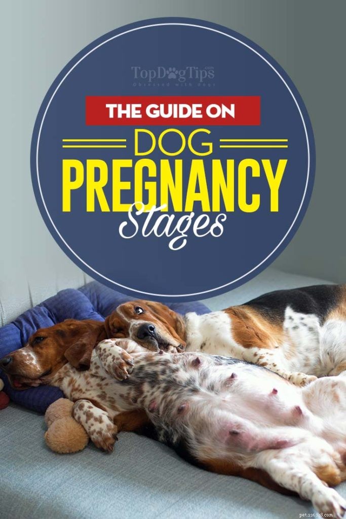 Zwangerschapsstadia bij honden en wat u kunt verwachten
