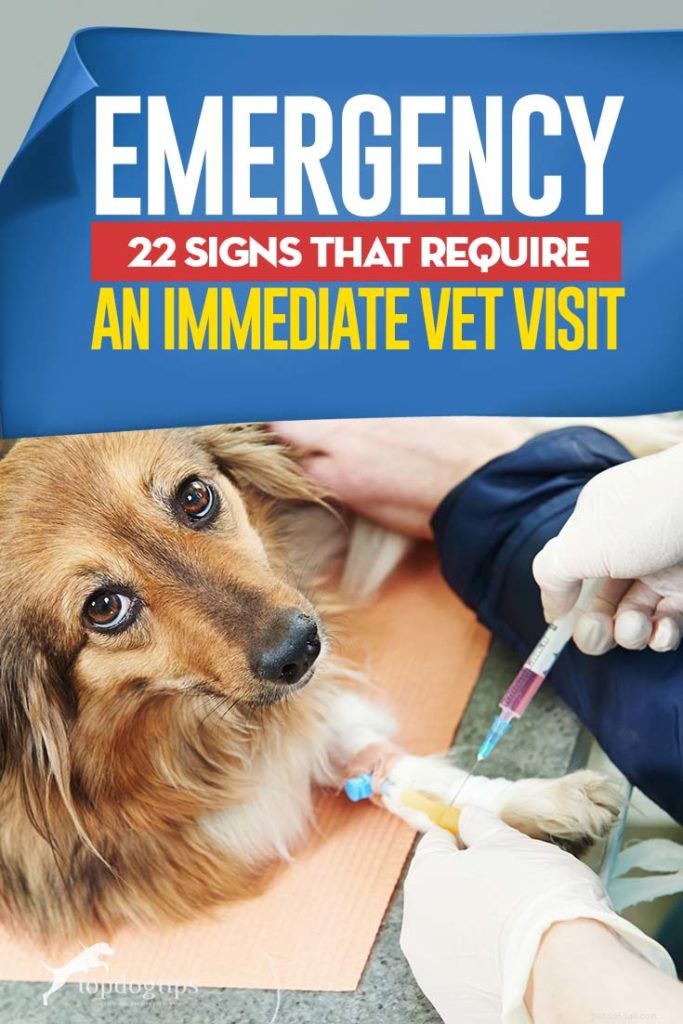 22 segni e sintomi che richiedono una visita veterinaria immediata