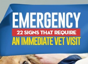 22 признака и симптома, требующие немедленного посещения ветеринара