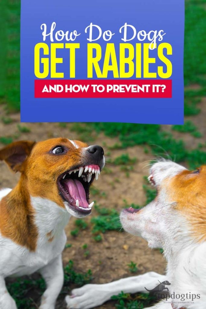 Comment les chiens attrapent-ils la rage et comment la prévenir ?