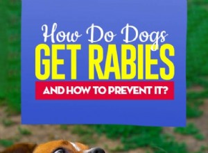 犬は狂犬病をどのように取得し、それを防ぐ方法は？