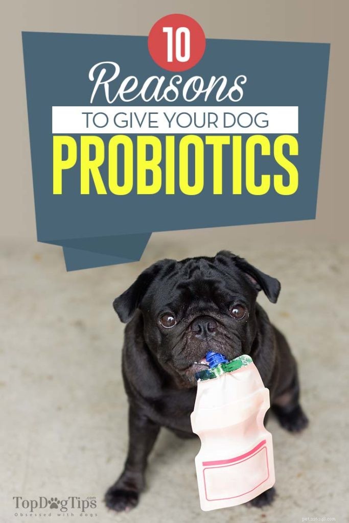 10 razões para dar probióticos ao seu cão (com base na ciência)