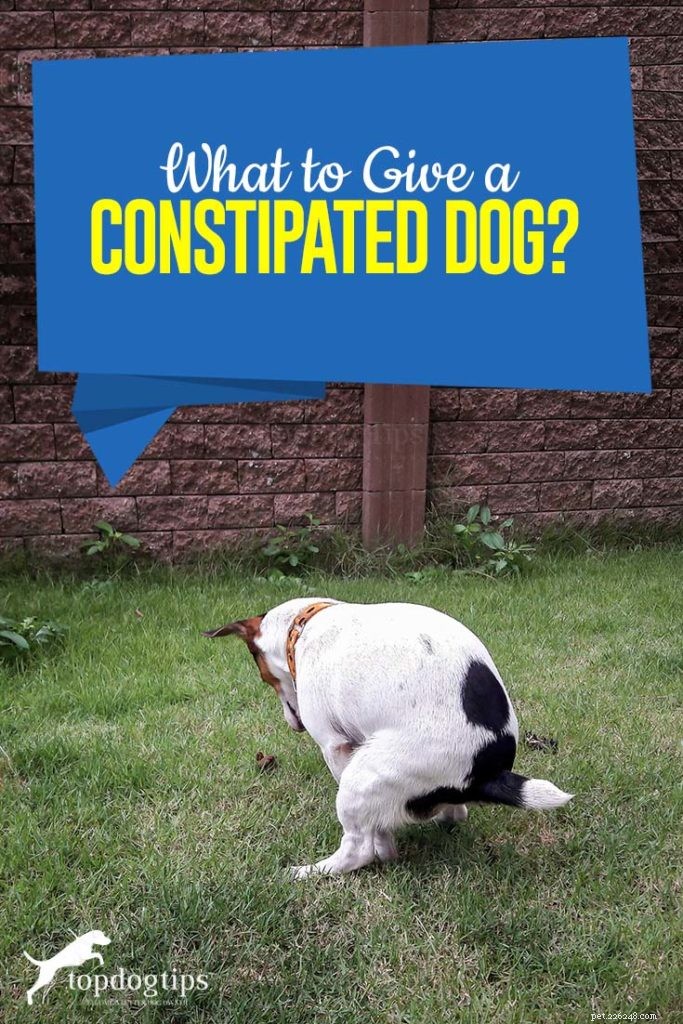 Wat moet ik een hond met constipatie geven?